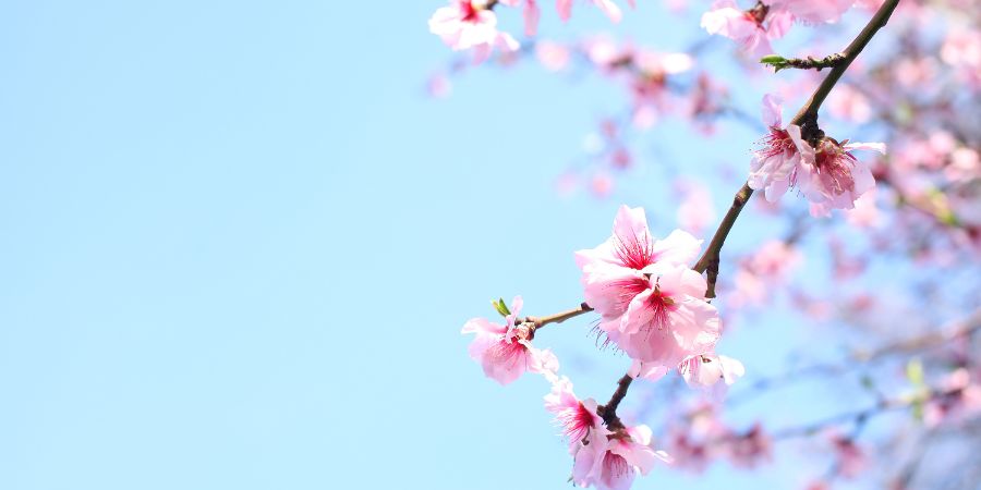 Nahaufnahme eines Zweigs mit rosa Blüten vor einem hellblauen Himmel. Die zarten Blütenblätter sind leicht durch das Sonnenlicht durchscheinend und verleihen dem Bild eine frühlingshafte Atmosphäre.